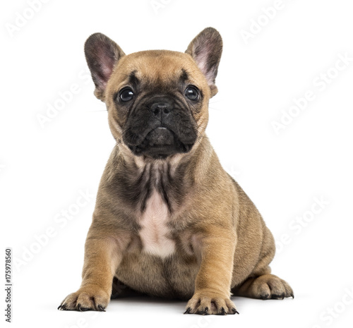 Bulldog puppy sitting looking at the camera  isolated on white