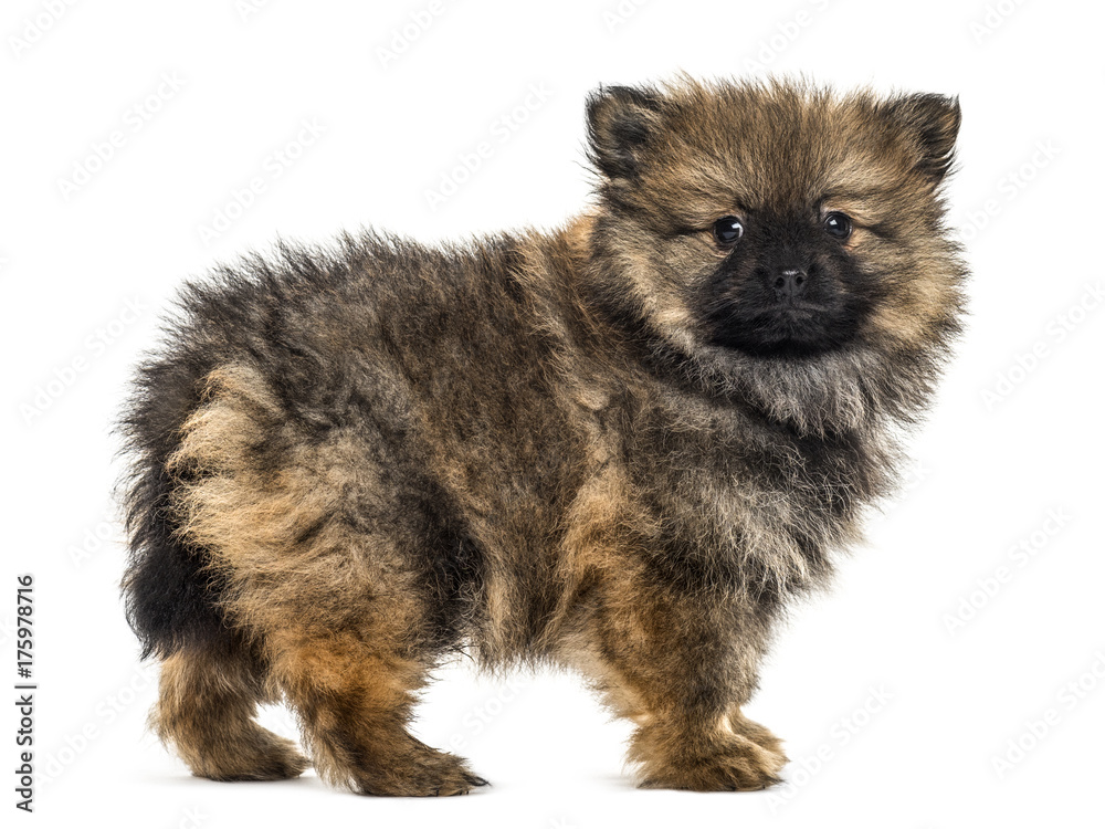 German spitz standing, isolated on white German spitz standing, isolated on white