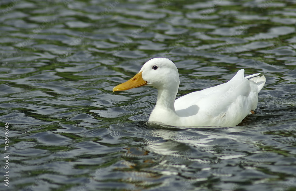 White duck floating on the lake. 