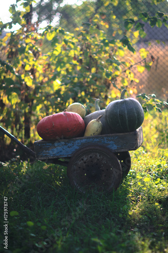 Pumpkins harvest on an old wooden cart. photo