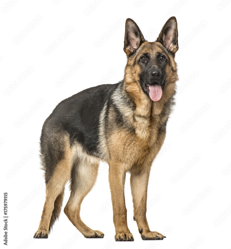 German Shepherd Dog standing and panting, isolated on white German Shepherd Dog standing and panting, isolated on white