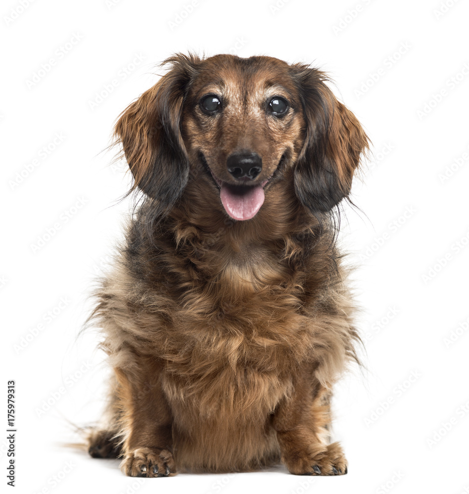 Dachshund sitting, isolated on white