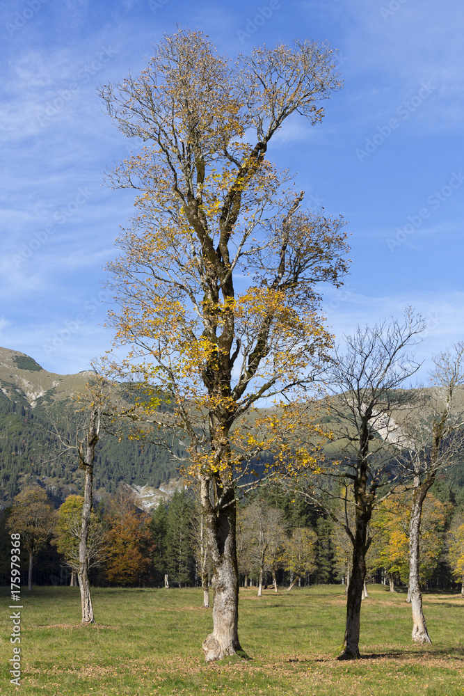 Großer Ahornboden, Tirol, Österreich Großer Ahornboden, Tirol, Österreich