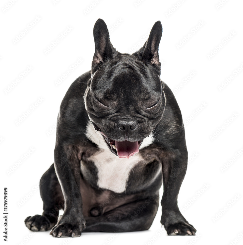 French Bulldog sitting and yawning, isolated on white