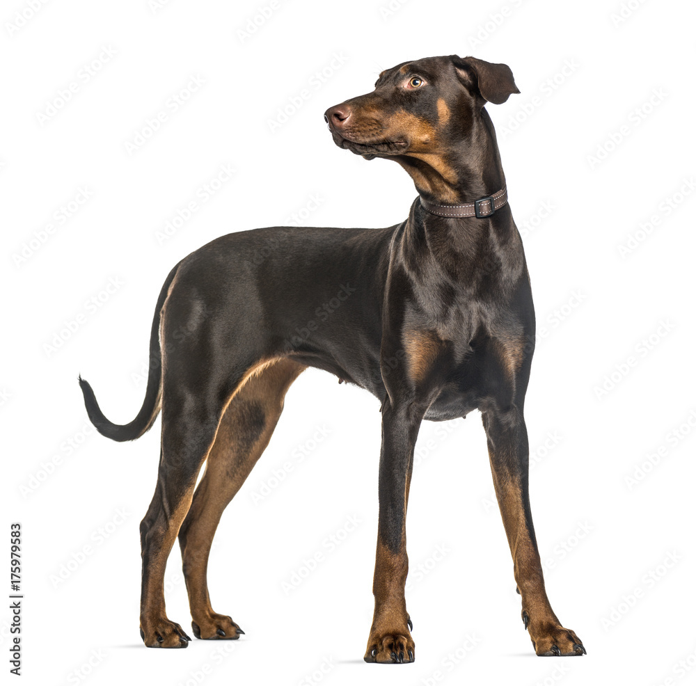 Attentive doberman Pinscher standing, isolated on white