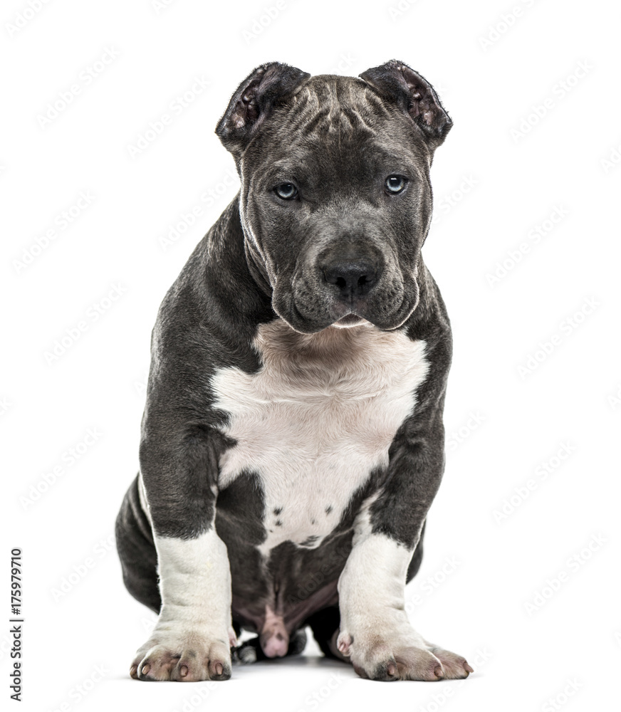 American Bully puppy sitting, isolated on white