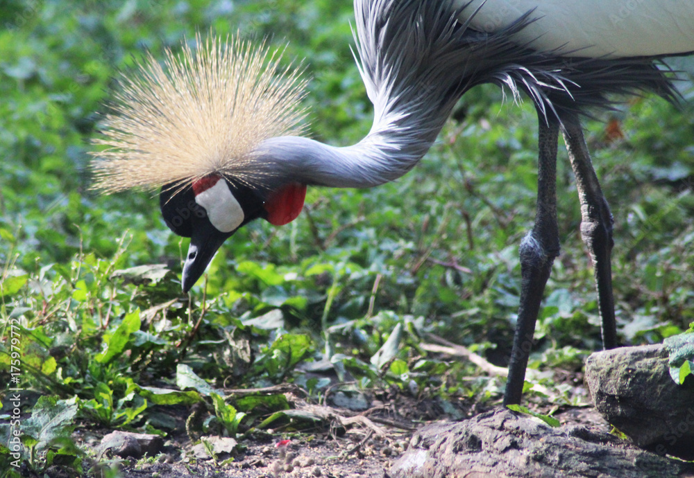 Fotografie grey crowned crane (Balearica regulorum)