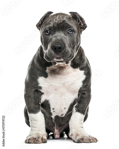 American Bully puppy sitting, isolated on white