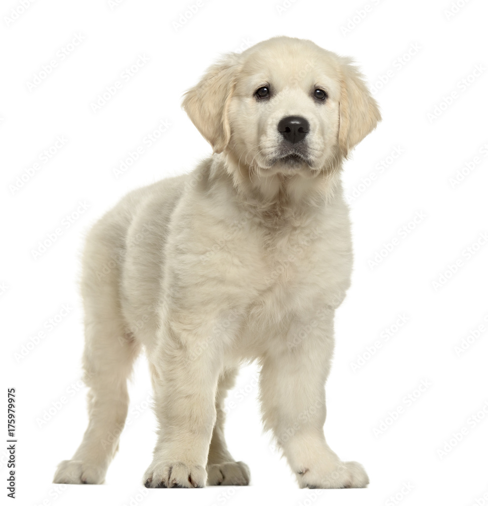 Golden retriever standing, isolated on white Golden retriever standing, isolated on white