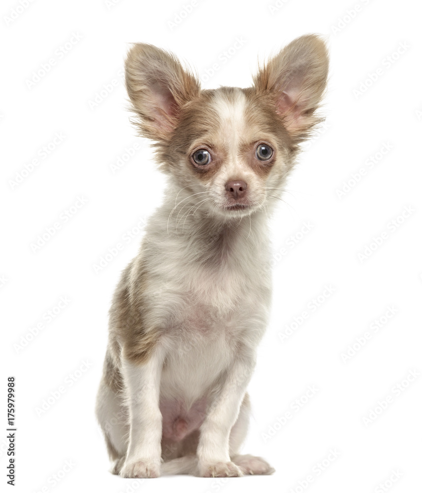 Chihuahua sitting, isolated on white