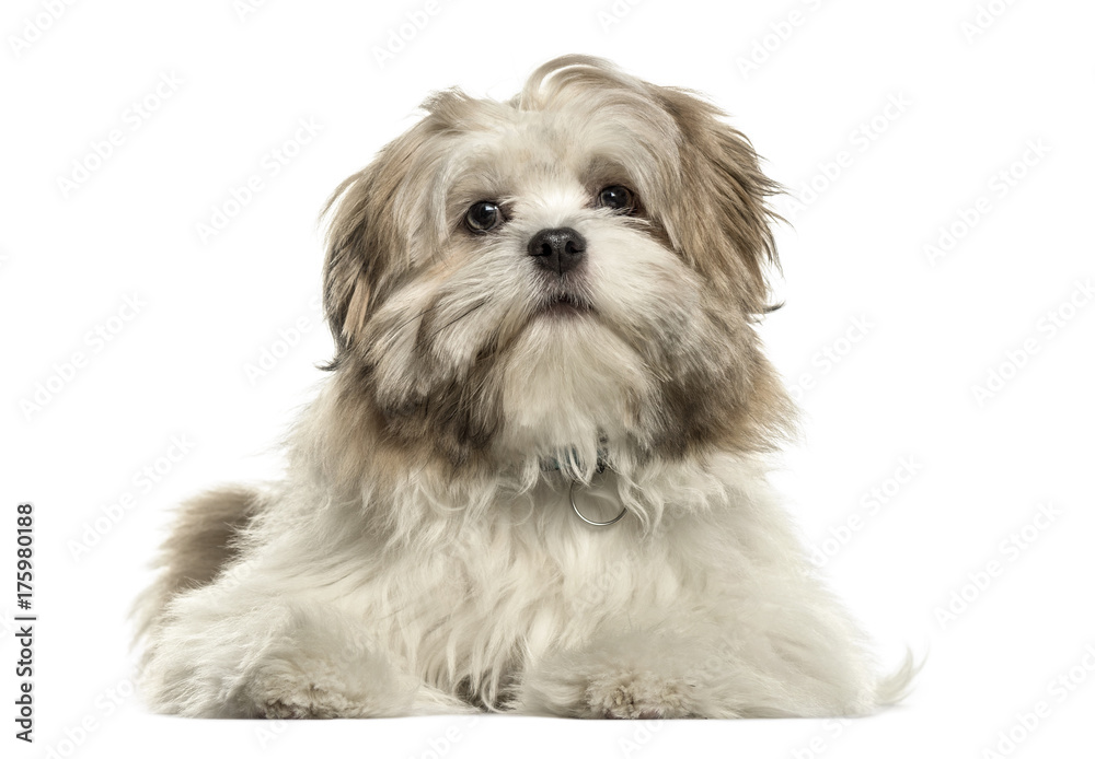 Lhasa apso lying looking at the camera, isolated on white Lhasa apso lying looking at the camera, isolated on white