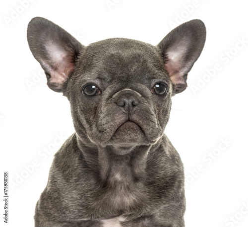 Close-up of a french bulldog  isolated on white