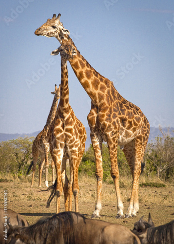 A trio of giraffes walking towards viewer in Kenya s Masai Mara with herd of wildlebeest in foreground