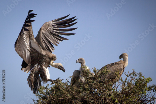 A large white backed vulture lands in a tree that holds two others in Kenya's Masai Mara national park photo