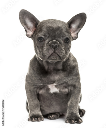 Grey french bulldog sitting, isolated on white