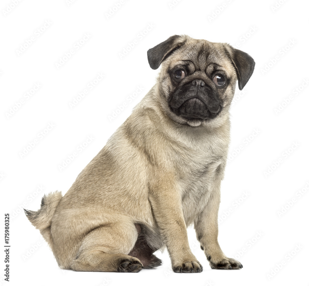 Side view of a pug sitting, isolated on white