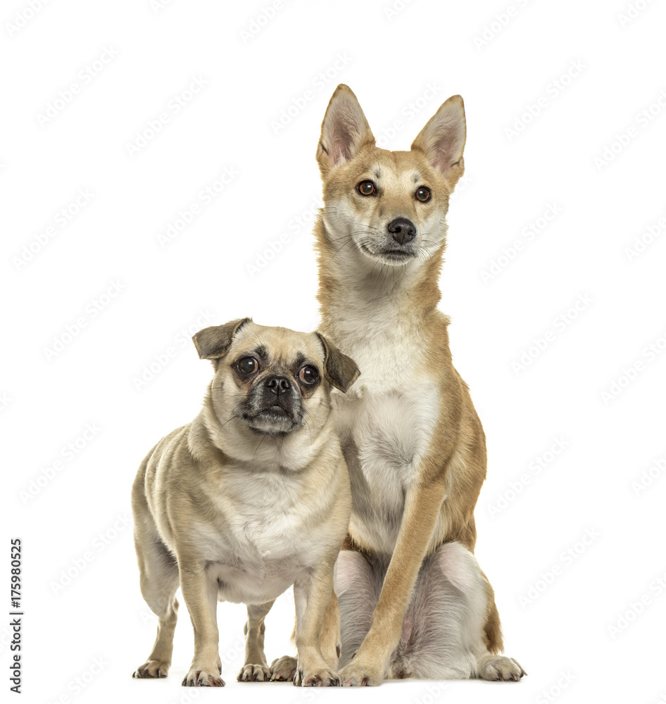 Pug and shiba inu side by side, isolated on white