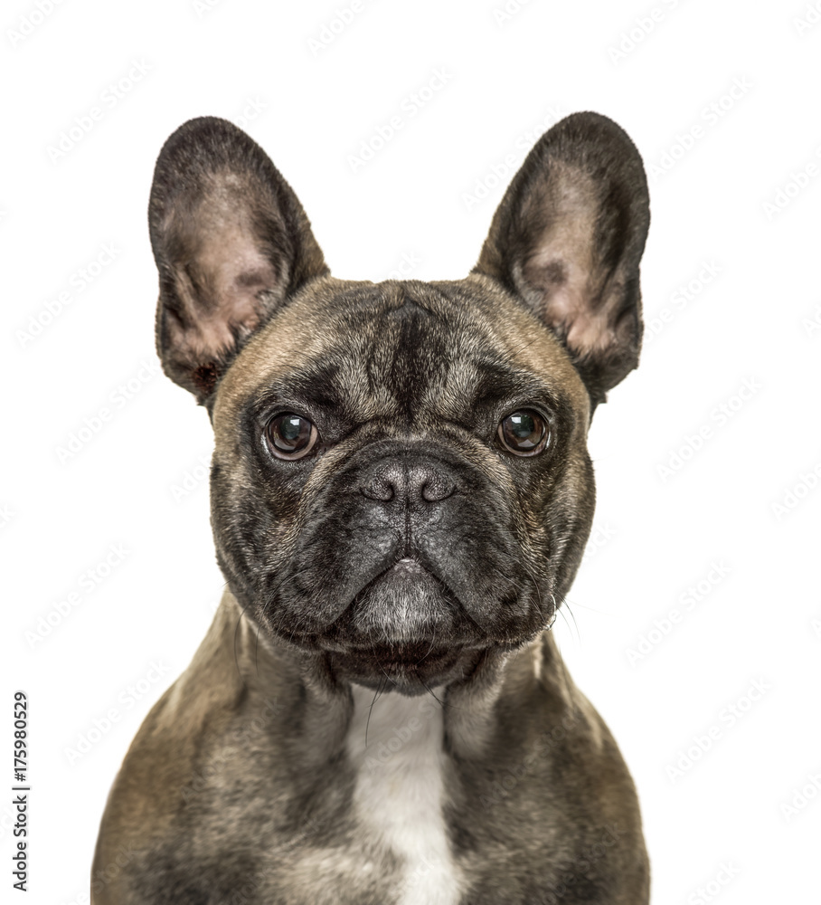 Close-up of a french bulldog looking at the camera , isolated on white