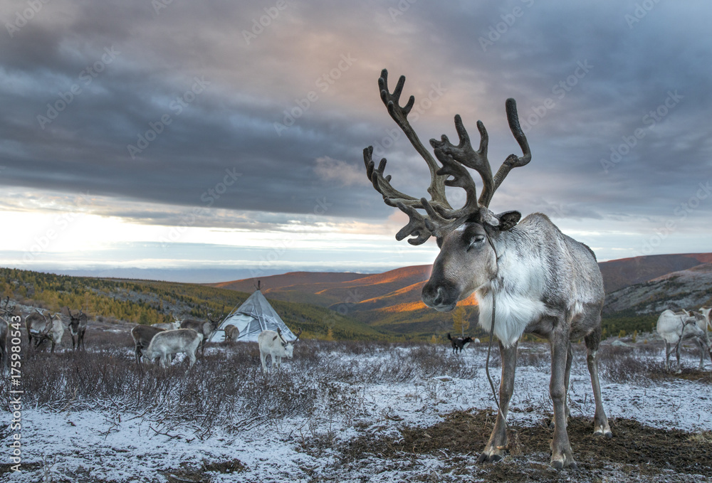 Fototapeta premium reindeer in a landscape of Northern Mongolia