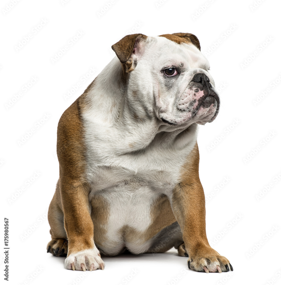 English Bulldog sitting, isolated on white