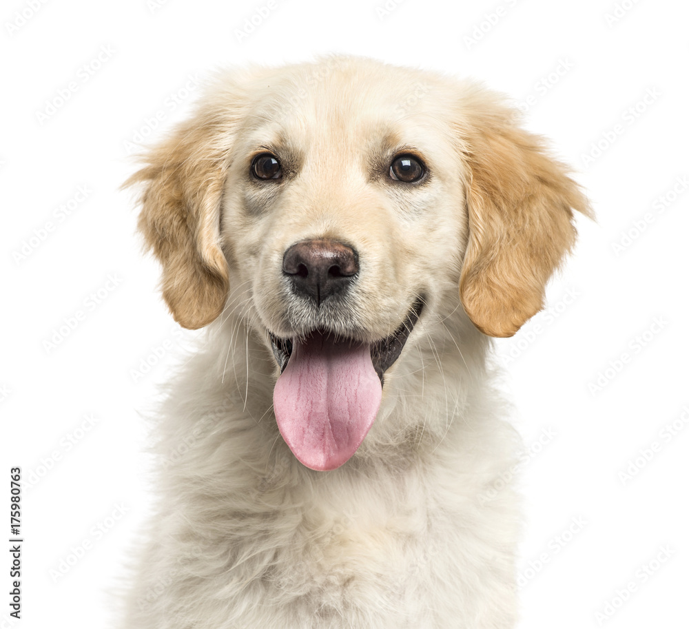 Close-up of a golden Retriever panting, isolated on white