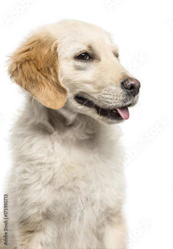 Close-up of a golden Retriever panting, isolated on white