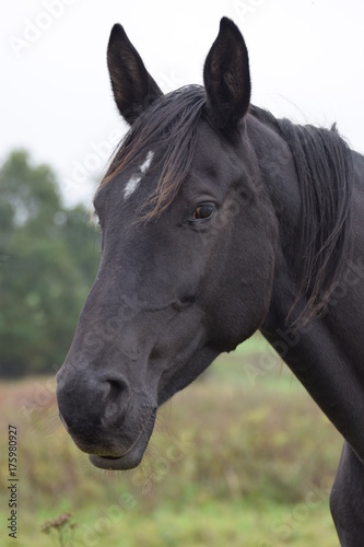 Dark horse portrait 