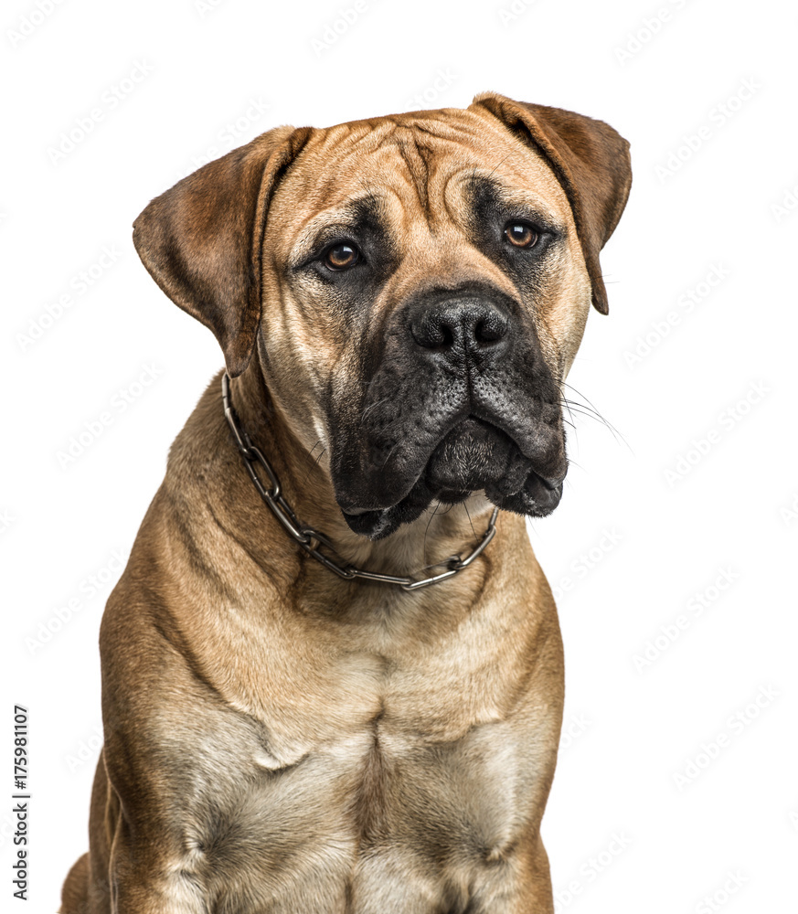 Close-up of a bullmastiff, isolated on white