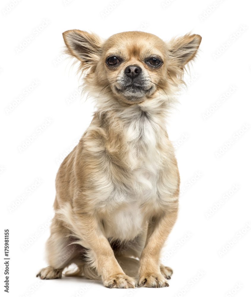 Chihuahua sitting, isolated on white Chihuahua sitting, isolated on white