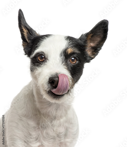 Close-up of a jack Russell licking his nose, isolated on white