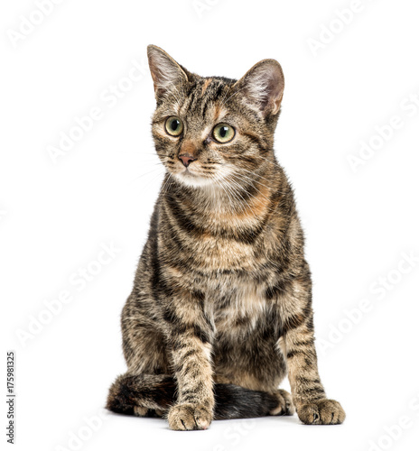 European Shorthair sitting, isolated on white