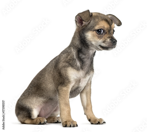 Chihuahua puppy sitting, isolated on white