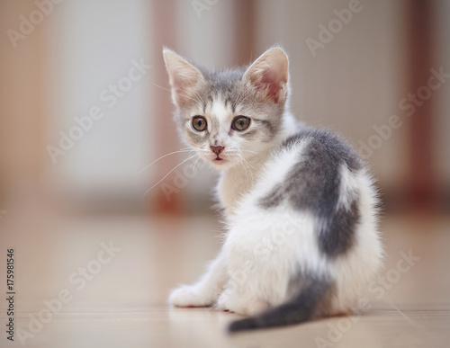 Kitten of a color, white with spots, sits having turned back.