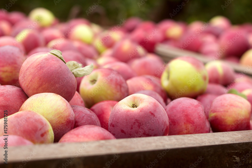Ripe apples in a container, harvesting in the garden. Ripe apples in a container, harvesting in the garden.