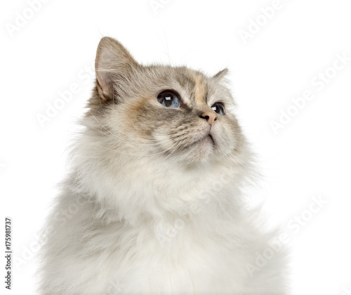 Close-up of a birman looking up, isolated on white