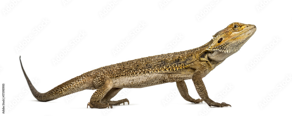 Naklejka premium Side view of a bearded dragon, isolated on white