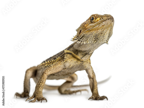 Bearded dragon standing, isolated on white