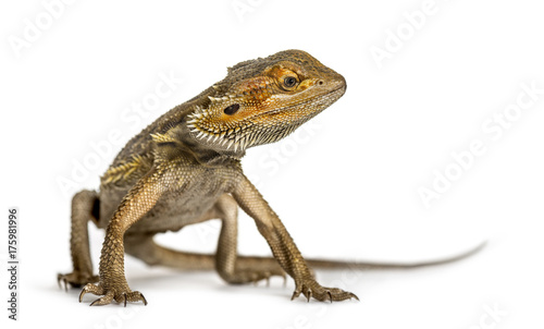 Bearded dragon standing  isolated on white