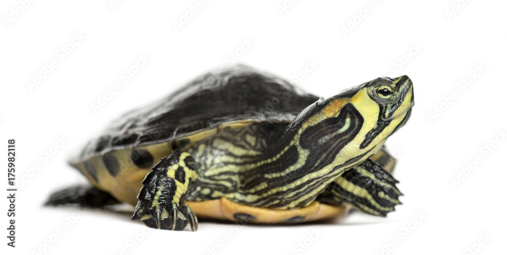 Pond slider turtle, isolated on white Pond slider turtle, isolated on white