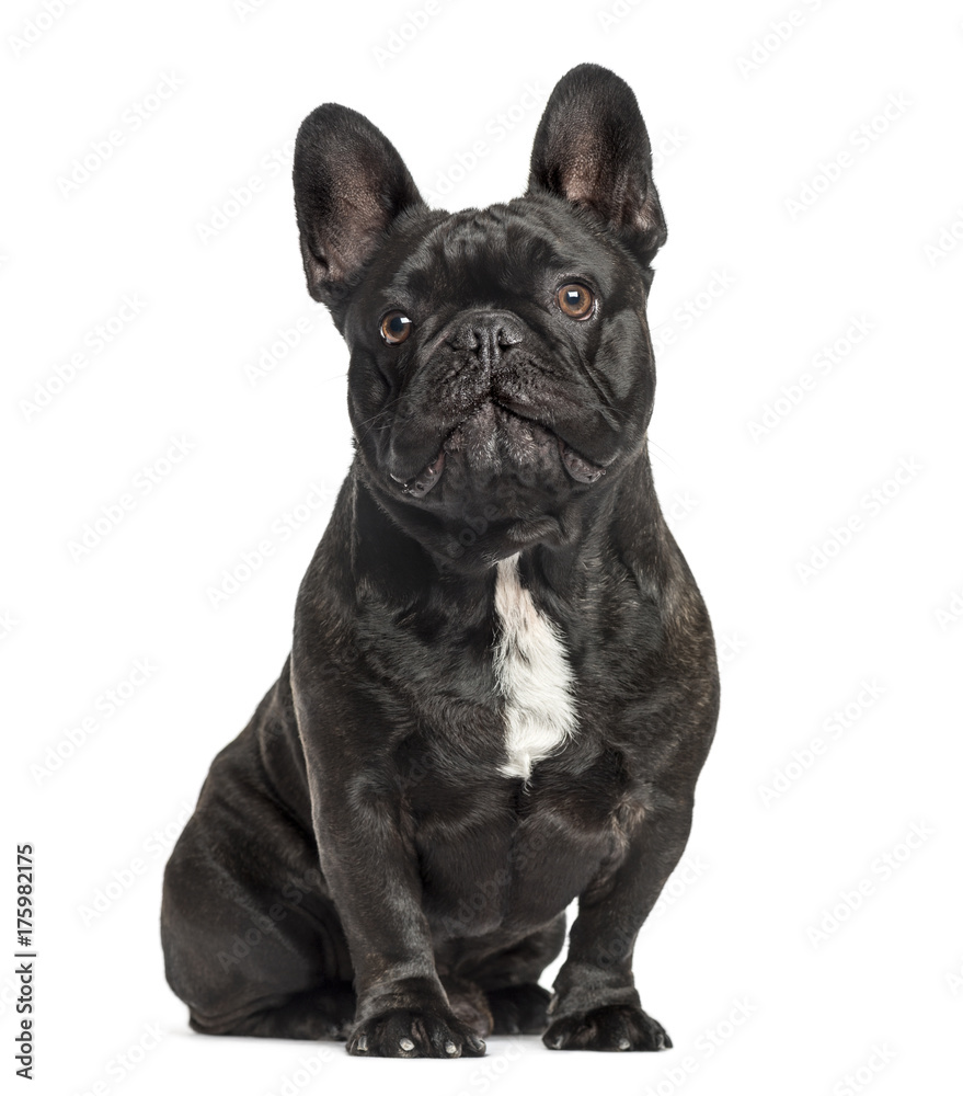 French bulldog sitting, isolated on white