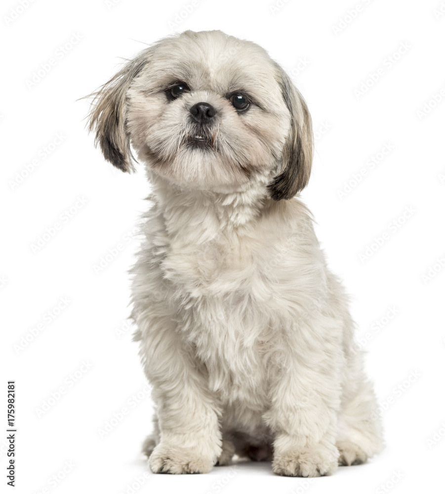Shih tzu sitting, isolated on white