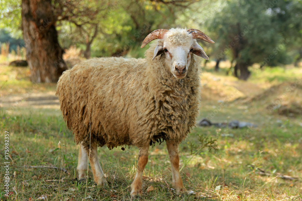 Sheep in forest Sheep in forest