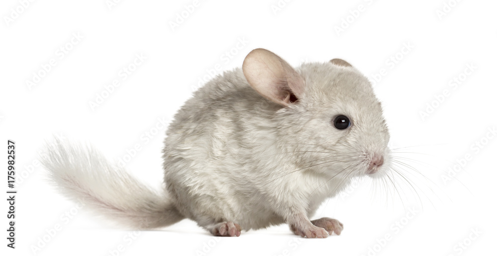 White chinhilla standing, isolated on white White chinhilla standing, isolated on white