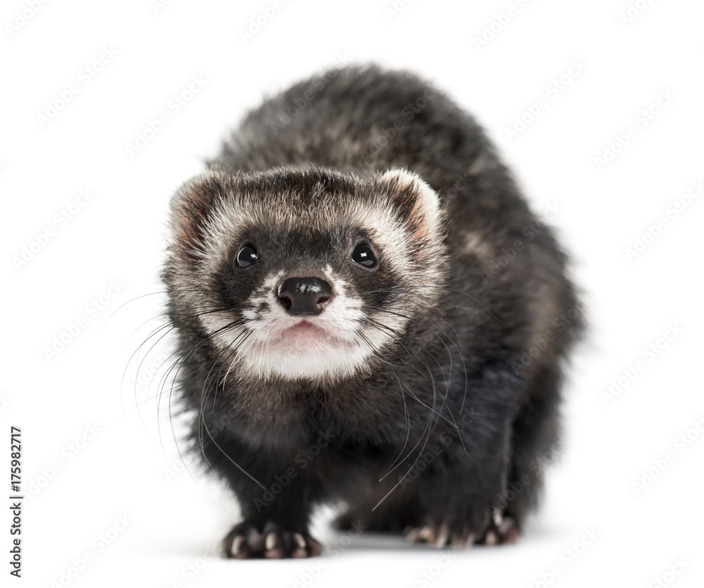 Front view of a ferret, isolated on white Front view of a ferret, isolated on white