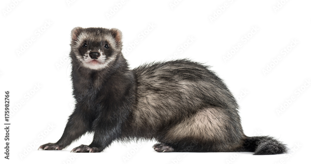 ferret sitting, isolated on white