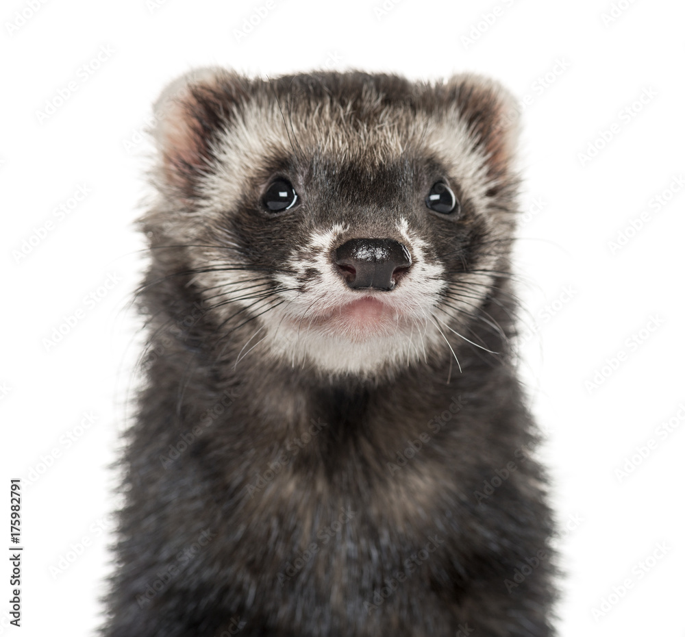 Close-up of a ferret, isolated on white