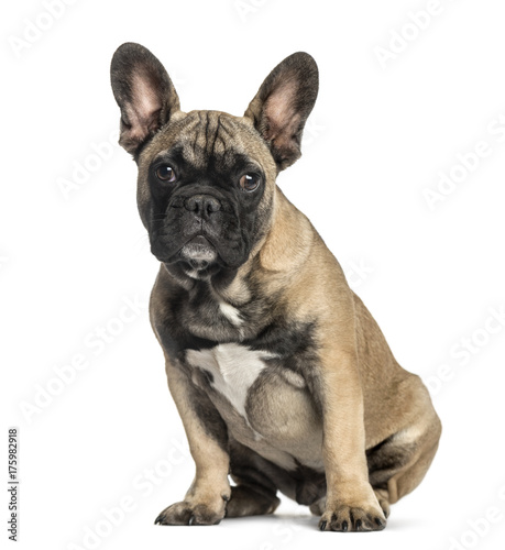 French bulldog sitting, isolated on white