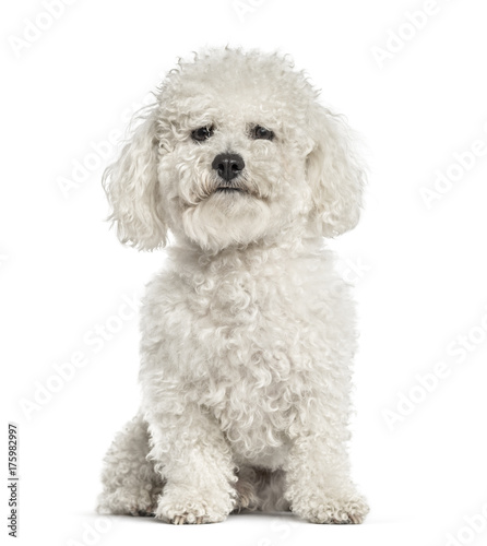 White bichon sitting, isolated on white