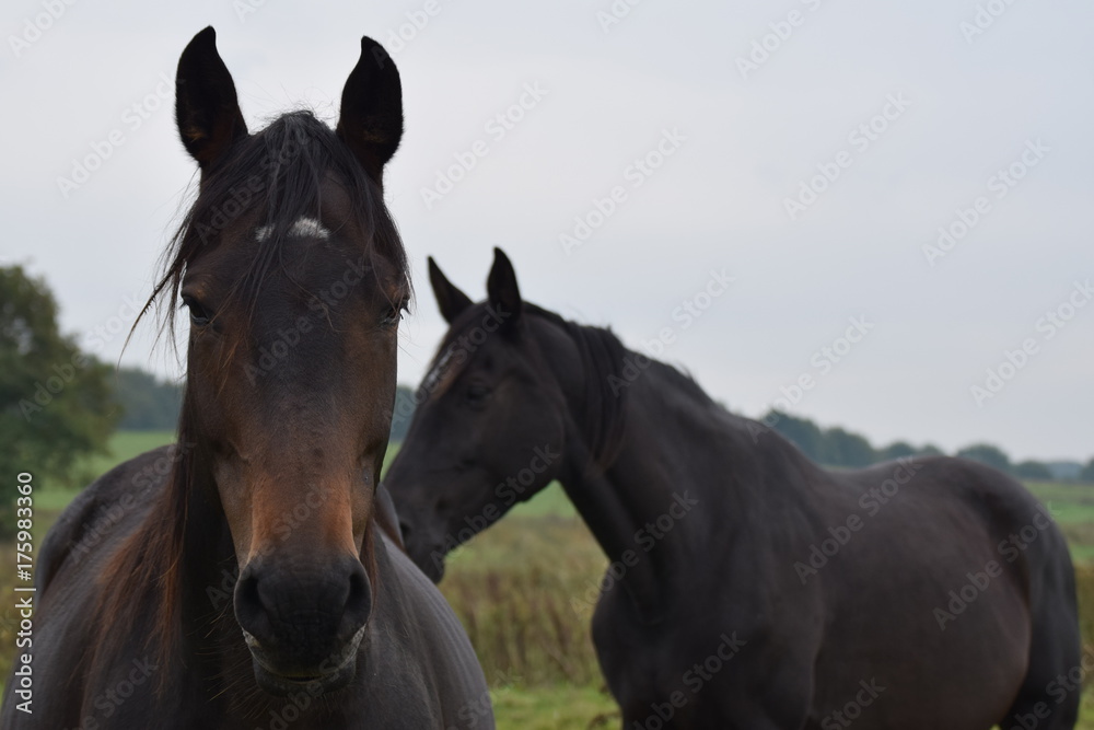 Obraz premium Dark horse animal portrait