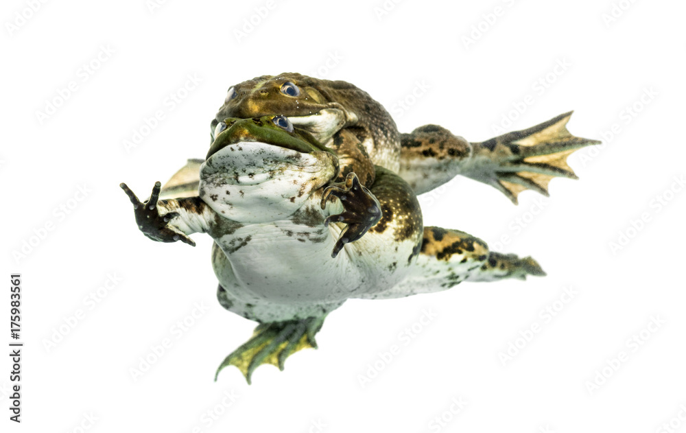 Obraz premium Male and female frog copulating, isolated on white